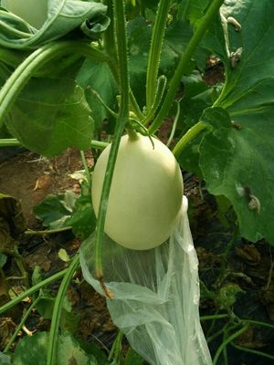 壽光田馬果菜市場 常年代收優(yōu)質(zhì)瓜果蔬菜，新鮮直供批發(fā)